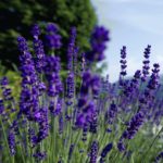 Badeperle Lavendel