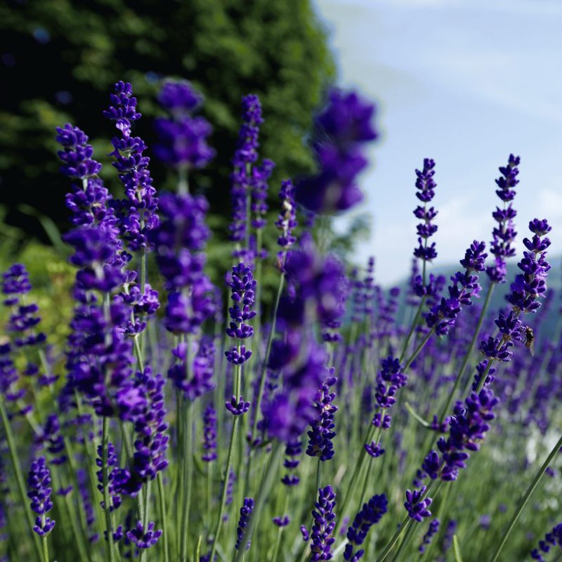 01_badeperlen_lavendel_700082366_901457_groß Badeperle Lavendel